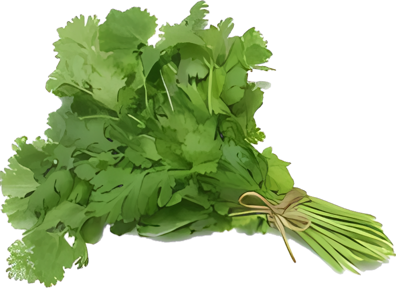 Coriander Bunch